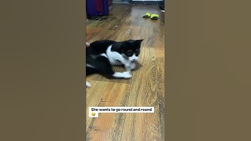 Funny Cat: Socks catnip addicted