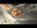 Omaz italy  ramassage des oeufs automatique avec routage  cage poules pondeuses