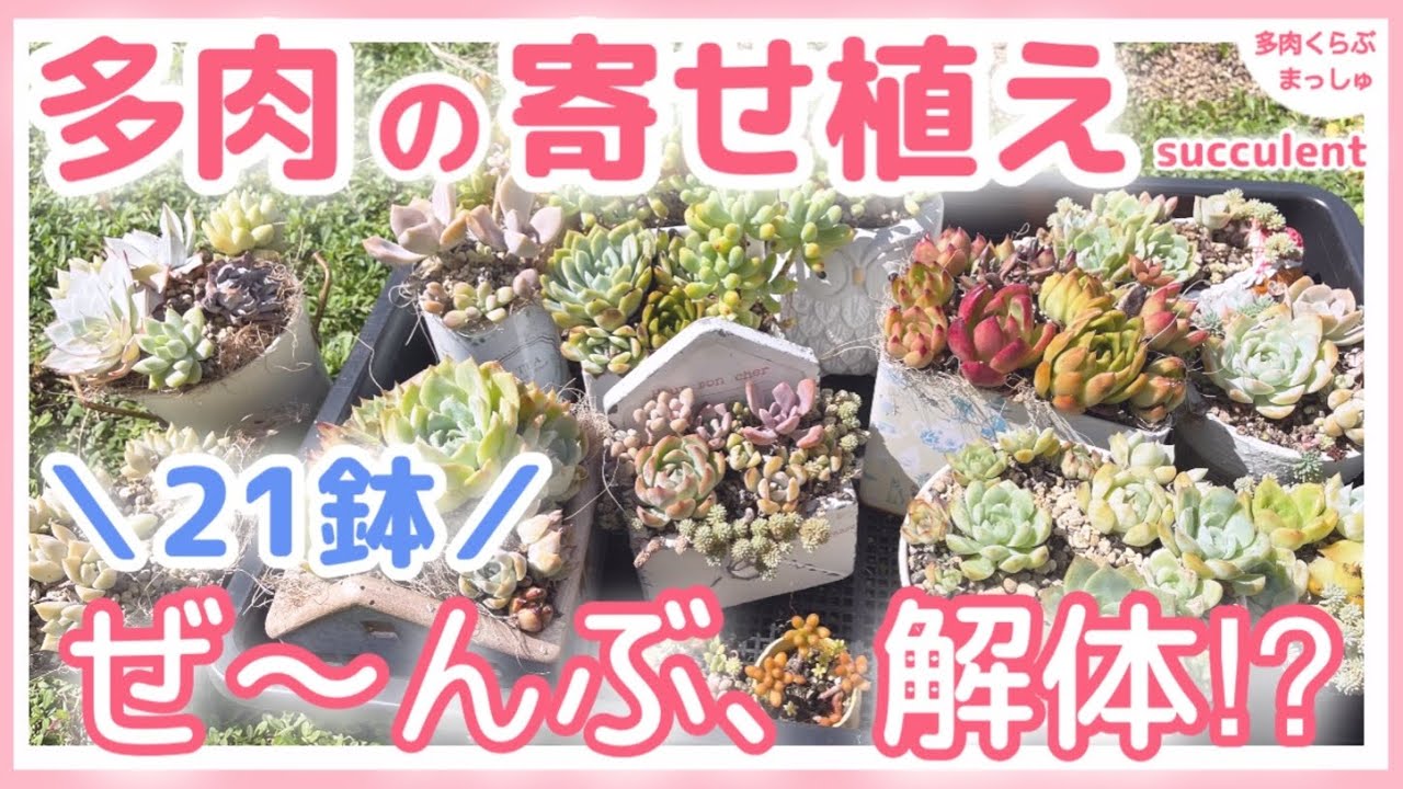 多肉植物】多肉の寄せ植え、思い切って「21鉢」全部解体❗️次に