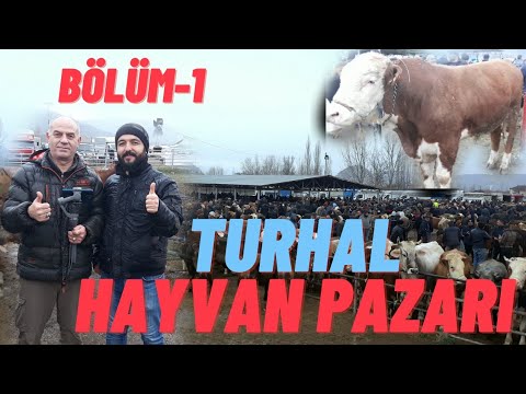 TOKAT TURHAL HAYVAN PAZARINDA AYTEKİN TANRIVERDİ ABİMLE HAYVAN FİYATLARINI ÖĞRENDİK (Hayvan Pazarı)