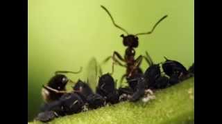 Brian Fisher: Miracle of Ants | California Academy of Sciences