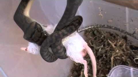 Scrub Python Feeding