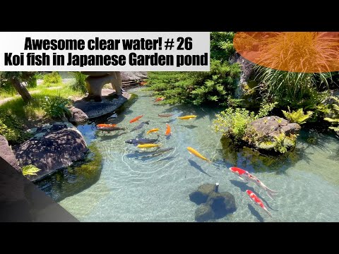 Awesome clear water! Koi fish are swimming in Japanese garden pond.