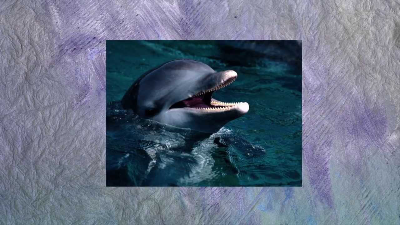 Watch Mike Rowland and Christa Michell: Dolphins and Dreamtime Dolphin on YouTube Watch Mike Rowland and Christa Michell: Dolphins and Dreamtime Dolphin on YouTube