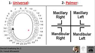 Dental Anatomy lec 2, Numbering Systems, Crown & Roots And Tooth Surfaces with MCQs