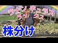 芽が出たラックス株分けします【ラナンキュラスラックス】【ガーデニング】【生産者】【園芸のぶチャンネル】