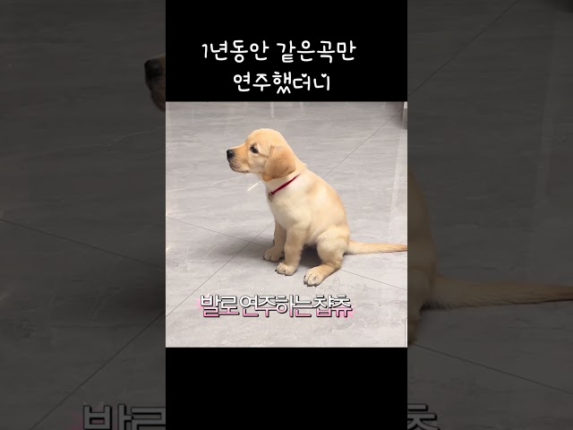 음악천재찹츄~~ #애견영상 #동물농장강아지