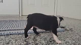 Boston Terrier Puppy playing by D G 65 views 3 months ago 40 seconds
