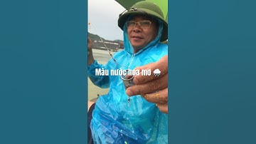 Màu nước sông đà hoa mơ và trời mưa cá mương không ăn mồi,cá ngạnh lại cắn mồi #shorts