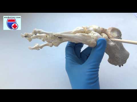 Анатомия костей стопы -pes- Pedis-   Meduniver-com