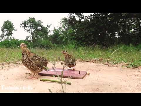 Mtego wa ndege atari sana 🔥(birds trap) #mtego