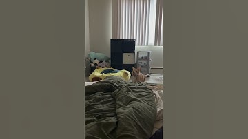 My cat Larry loves to play fetch. #cat #funnycats #silly