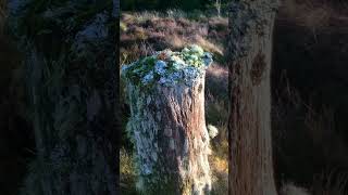 An entire ecosystem in miniature living on and from a decaying tree stump.
Amongst the plants growing on this old decaying tree stump were various mosses and lichens. An entire ecosystem in miniature was living off the trees decaying matter. There were also tiny heather bushes and wild blueberries. Nature is so wonderful, it is truly amazing.
To stay #healthy as part of your #wellness program and for a #healthylifestyle it is so important to get out into the fresh air and be amongst nature. The simple beauty within #amazingnature youll witness will amaze you. This collection of nature #shorts captures these #amazing moments. These frost covered trees glistening in a setting sun. As I wandered through this beautiful forest closely followed by a lone robin I reminded myself of how wonderful it is to be alive and experience simple beauty like this.
As part of my #health and #fitness programme I like to get out into the countryside and listen to the soothing #soundsofnature that this incredible planet of ours offers us. A display that everyday is different.
If some day you cant for some reason cant get out into nature, why not drop by my channel and experience the original 8 hour recordings I have made in some of natures most tranquil locations and please dont forget to subscribe.
Thank you, take good care and stay safe.
Johnnie Lawson
My 8 hour and 1 hour unique nature soundscapes are available to purchase and download at https://relaxingnaturesounds.gumroad.com
Thank you very much for your kind and generous support.
Johnnie Lawson An entire ecosystem in miniature living on and from a decaying tree stump.
