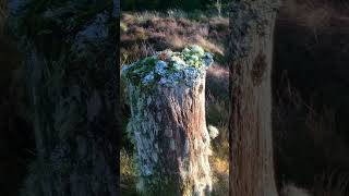 An entire ecosystem in miniature living on and from a decaying tree stump.