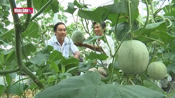 Sức sống từ vùng đất hạn mặn