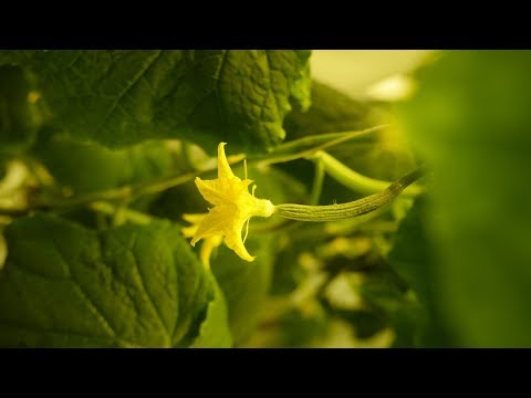 Video: Schefflera kasvatamine: näpunäiteid Schefflera taimede hooldamiseks