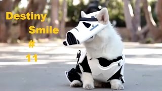 (Звездные Войны по собачьи)/Подборки приколов Выпуск №11/Funny Videos Compilation #11 (Звездные Войны по собачьи)/Подборки приколов Выпуск №11/Funny Videos Compilation #11