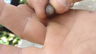 Como germinar sementes de flor de lótus?