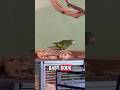 Little Talking Parrot #parrots #parakeet #talkingparrot