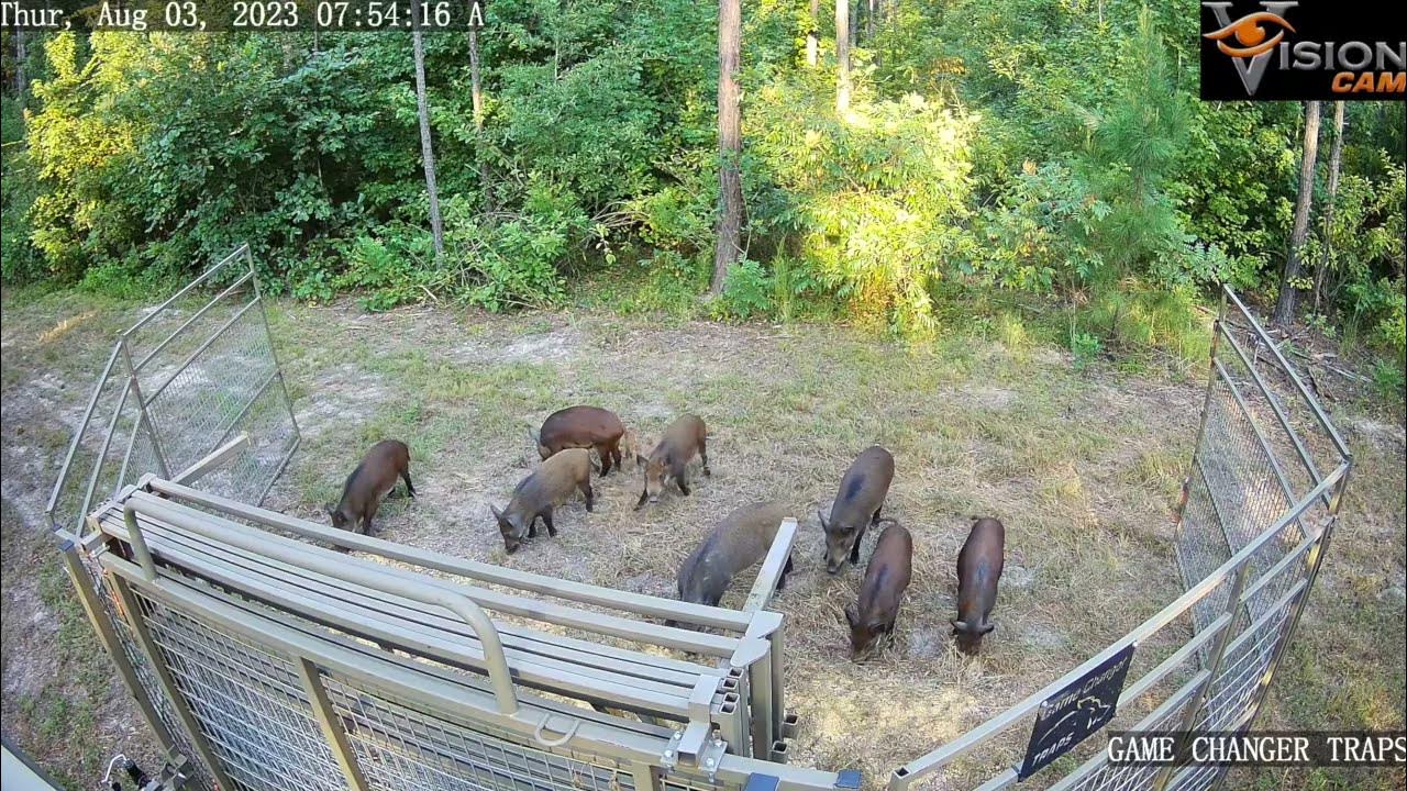 Hog trapping first catch / 9 Hogs / Game Changer Jr. YouTube