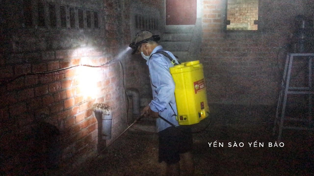 Bị Mạt Cắn Khi Thu Hoạch Tổ Yến Và Cách Xử Lý | Video Thực Tế