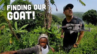 Finding our Goat with a DRONE! Higher Heights Jamaica ??