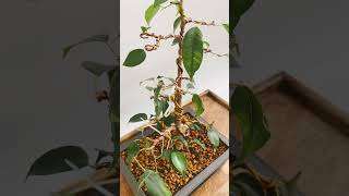 Бонсай из Фикуса Бенджамина bonsai ficus ficusplant plant garden бонсай фикус