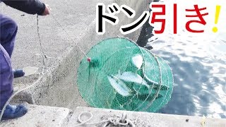 ドン引きー！堤防角で巨大魚だらけの釣り祭り(456話目)