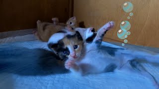 Artistic swimming of kittens by あいねこ.Aineko 396 views 13 days ago 1 minute, 52 seconds