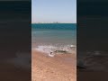 Barracuda Neom Fish عقام نيوم سمك اكسبلور تصويري Shark 