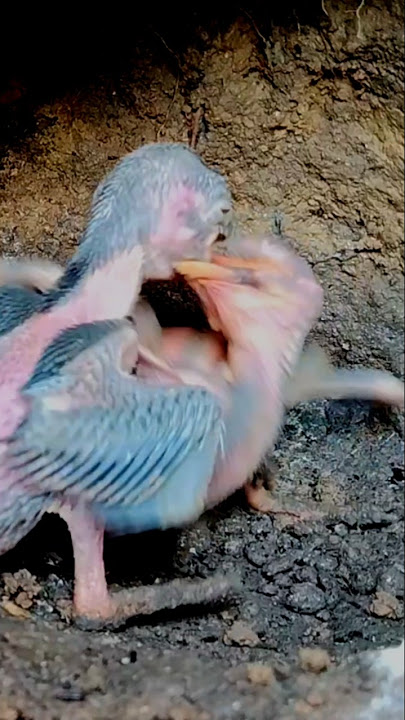 Anak kingfisher kelaparan #birds #shorts #short #shortvideo #nationalgeopark #wildlife #nature