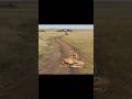This lion turned up at the funeral of the man who saved his life #shorts #animals