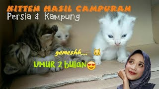 KITTEN CAMPURAN PERSIA  & KAMPUNG UMUR 2 BULAN | part II