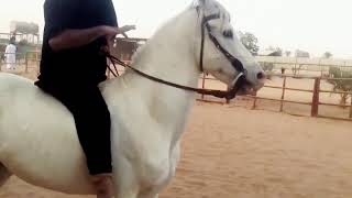 خفة رقبة الحصان والتحكم بالأصابع فقط / إقرأ الوصف اسفل الفيديو