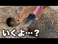 崩壊したうさぎの巣穴を修理した結果…