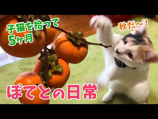 子猫を拾って5ヶ月・ぽてとの日常