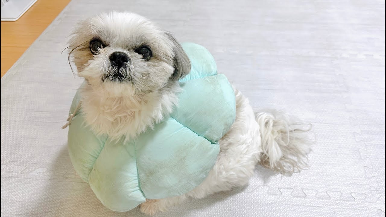 モコモコシーズーの雑談ライブ！新年一発目から例によってパパがまだ家にいないけど大丈夫なのか？！？！