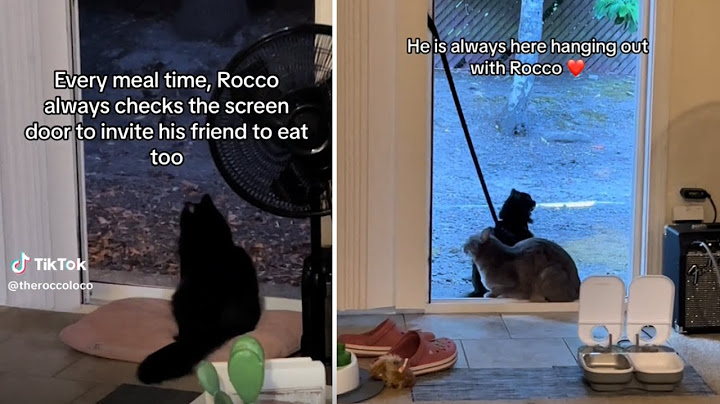 A Heartwarming Gesture: A Selfless Cat Invites His Feral Friend to Dinner Every Night