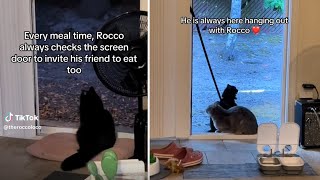 A Heartwarming Gesture: A Selfless Cat Invites His Feral Friend to Dinner Every Night by Catory 1,258 views 6 months ago 1 minute, 46 seconds