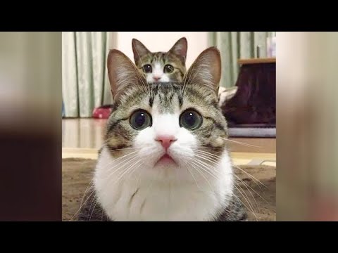 INSANELY FUNNY CAT MOMENTS ?