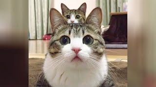 Insanely Funny Cat Moments 😹