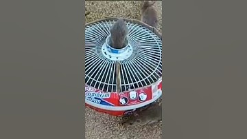 Top Head Fan Mouse Trap | Best Mouse Trap - DIY Homemade Part 01