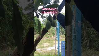 panen buah mangga manalagi depan rumah best..🤩🤩🤩😍😍