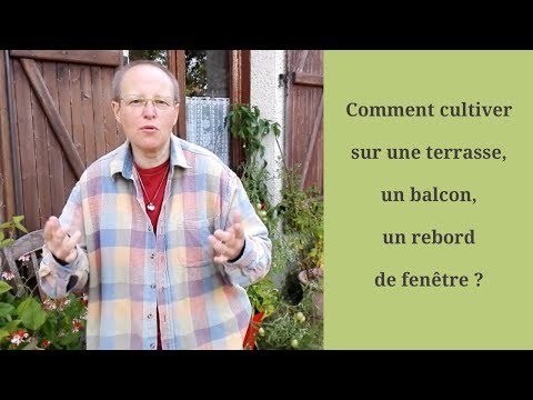 Vidéo: Tomates Du Rebord De La Fenêtre