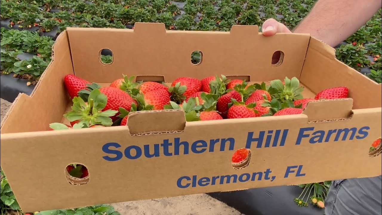 Southern Hill Farms Clermont, FL Strawberry Picking YouTube
