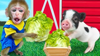 KiKi Monkey work to harvest fruits in garden with piglet& make watermelon ice cream|KUDO ANIMAL KIKI