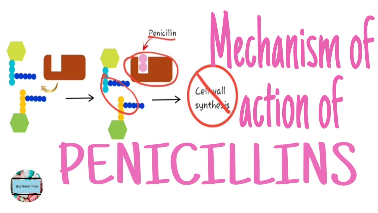 Penicillin Mechanism Of Action Animation