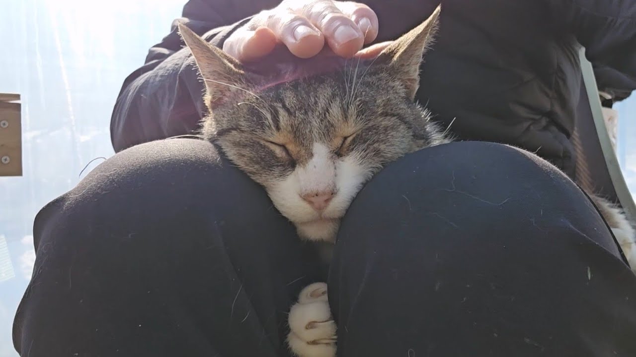 묘생 9년차 드디어 무릎냥이가 됐다