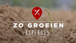 Hoe worden #asperges geteeld? | Van den Beucken Boomteelt