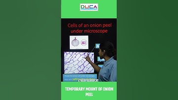 Temporary mount of Onion Peel under microscope